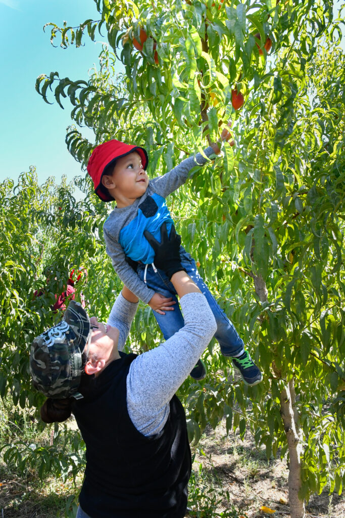 young boy lifted up to reach a peach in a tree